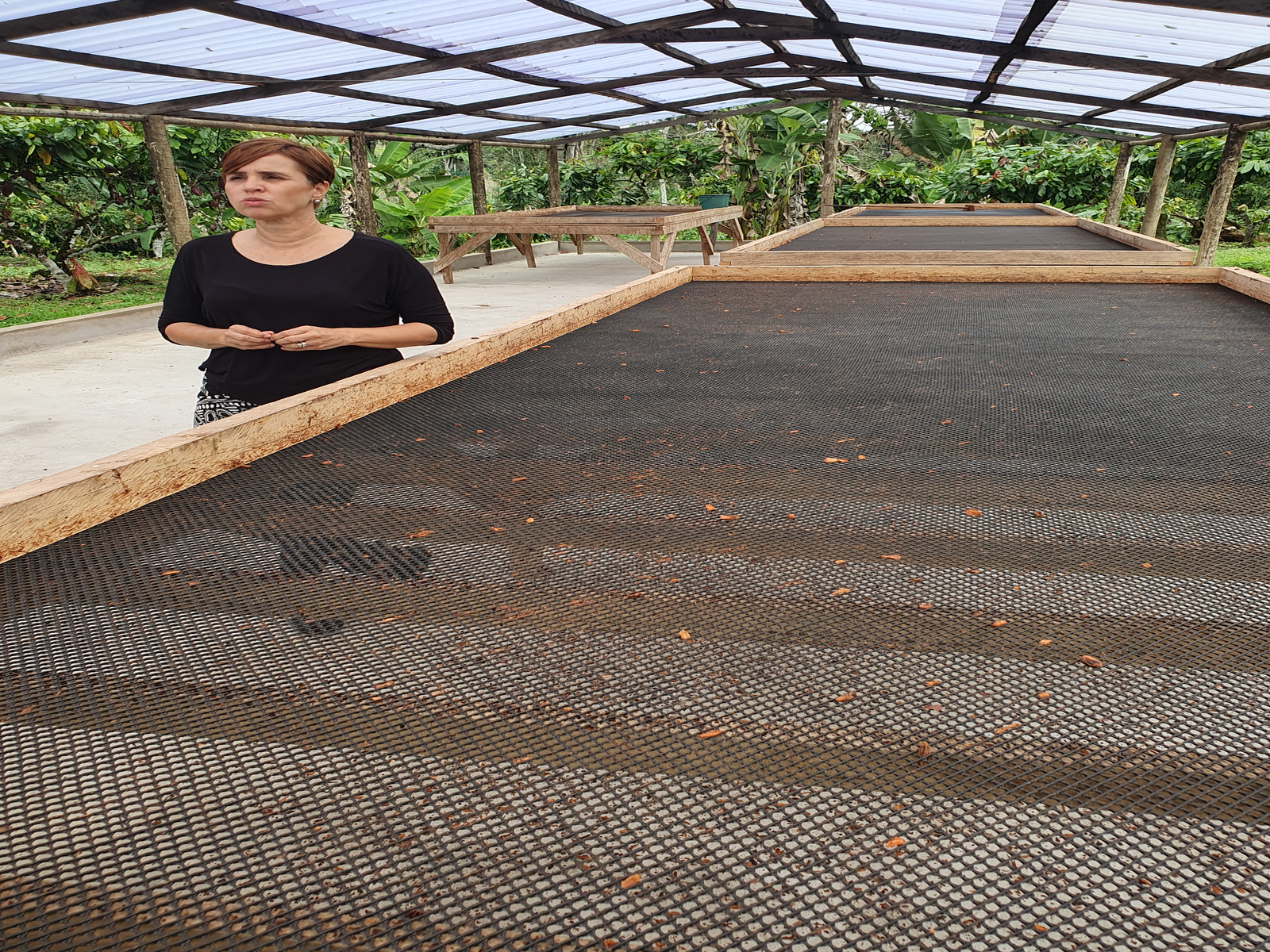 NOVO CICLO DO CACAU NA BAHIA: SEM CORONÉIS E COM MUITO MAIS SABORES