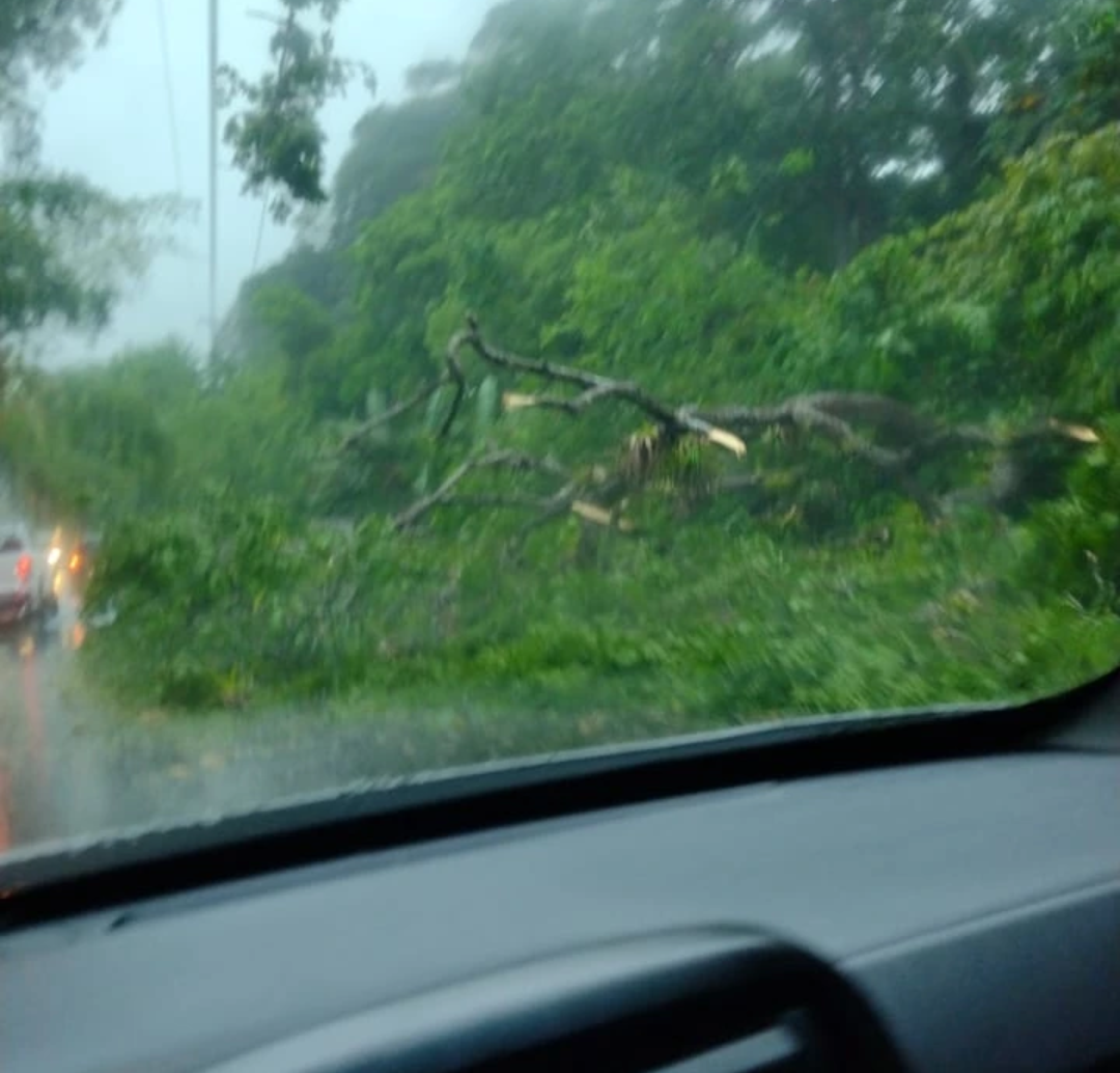 ÁRVORES CAEM NA BR-415 E RODOVIA FICA INTERDITADA