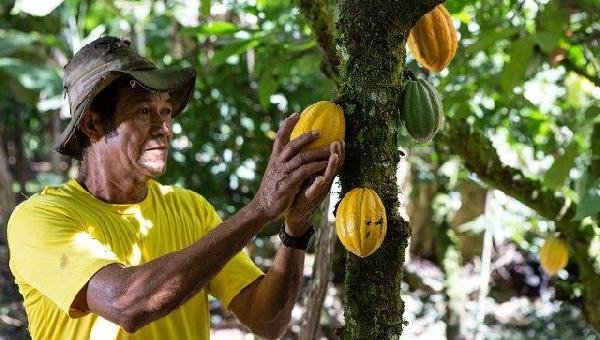 BAHIA CELEBRA DIA DO CACAU COM MELHORIA NA PRODUÇÃO DE AMÊNDOAS E CHOCOLATES DE QUALIDADE 