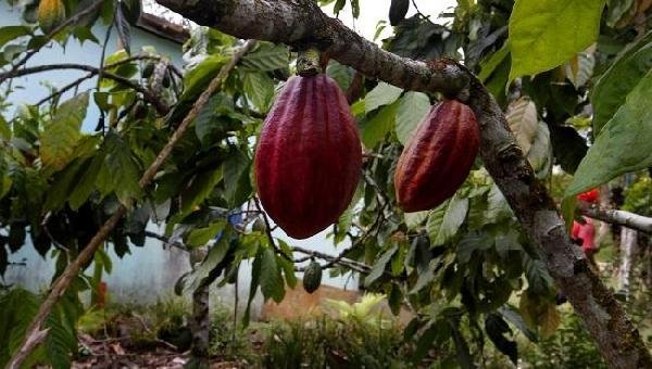 PESQUISADORA CRIA BIOETANOL À BASE DE CACAU