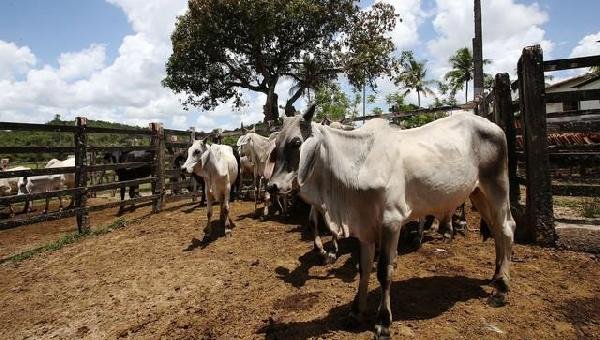 VACINAÇÃO DA FEBRE AFTOSA VAI ATÉ O DIA 30 DE NOVEMBRO