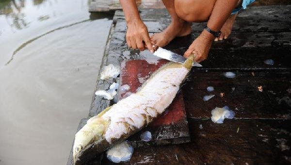 PESQUISA INDICA PEIXES QUE PODEM SER CONSUMIDOS POR BRASILEIROS