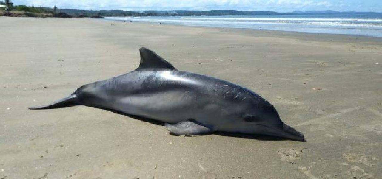 BOTA-CINZA É ENCONTRADO MORTO EM PRAIA DE ILHÉUS