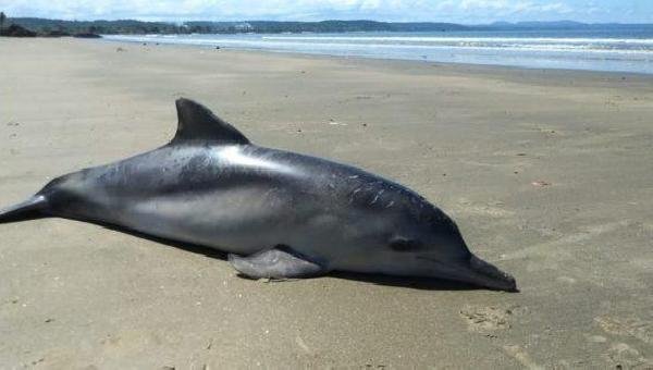 BOTA-CINZA É ENCONTRADO MORTO EM PRAIA DE ILHÉUS