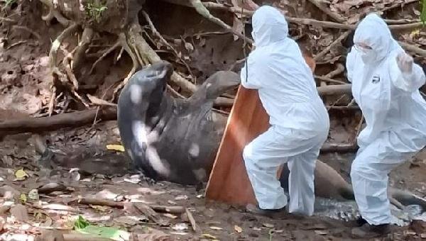 ELEFANTE MARINHO "FRODO" FOI RESGATADO DO BANCO DA VITÓRIA E ESTÁ EM CENTRO DE REABILITAÇÃO