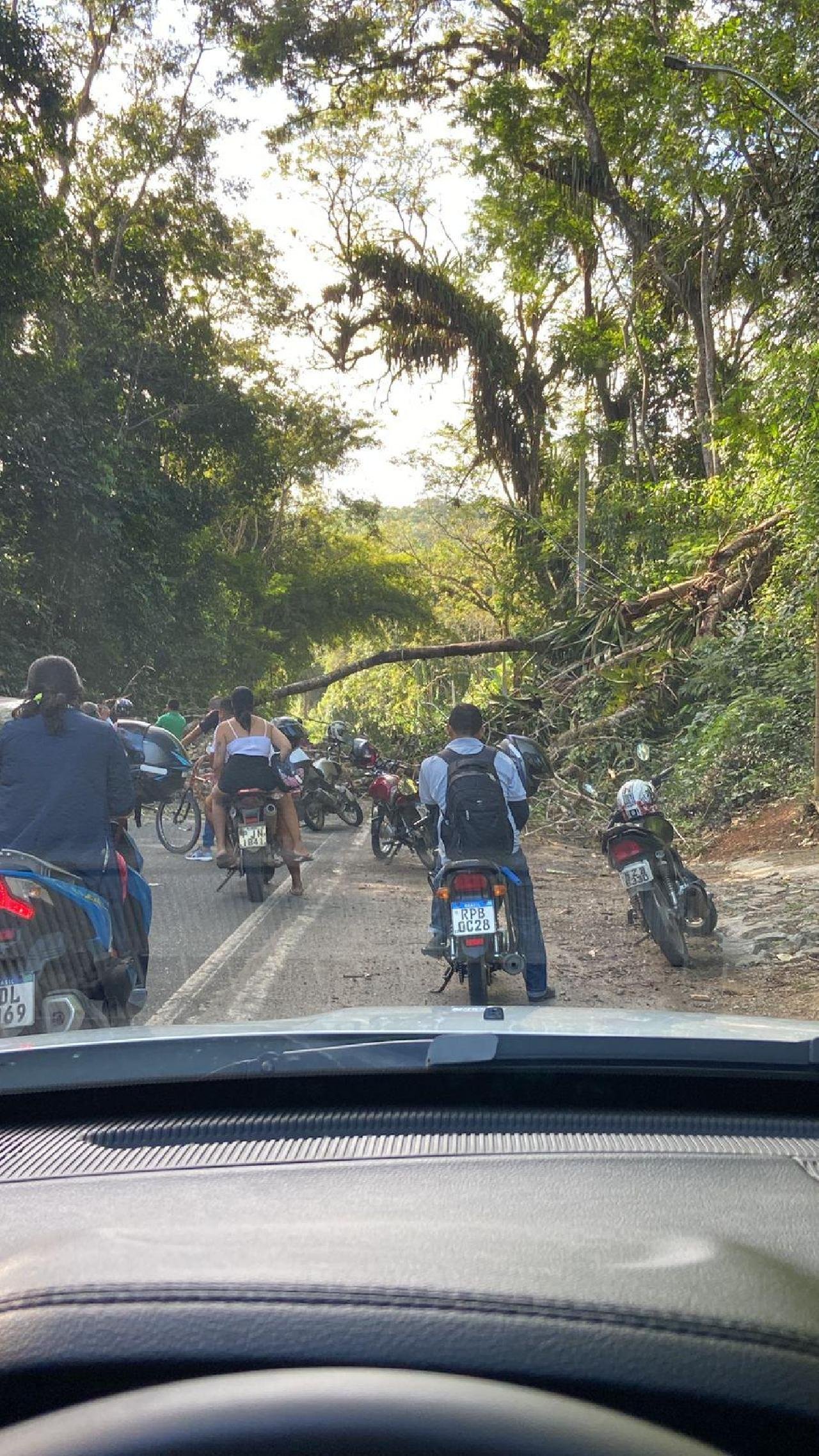 QUEDA DE ÁRVORE PROVOCA ENGARRAFAMENTO NA BR 415 