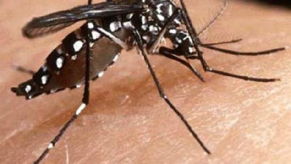 NÚMERO DE NOTIFICAÇÕES DE DENGUE NA BAHIA TEM AUMENTO DE 25 MIL CASOS EM MENOS DE UM MÊS