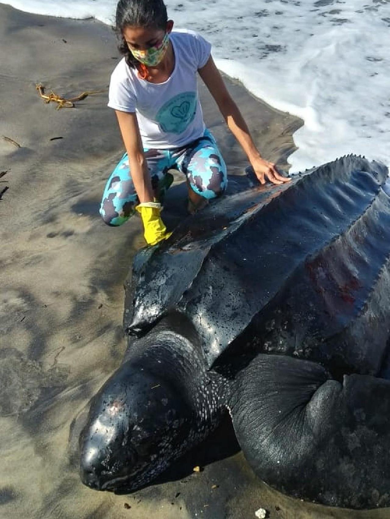 MORRE TARTARUGA GIGANTE QUE ENCALHOU EM PRAIAS DA BAHIA; ESPÉCIE ESTÁ AMEAÇADA DE EXTINÇÃO