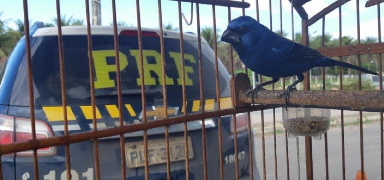 40 AVES SÃO ENCONTRADAS PRESAS EM  TÁXI NO INTERIOR DA BAHIA 