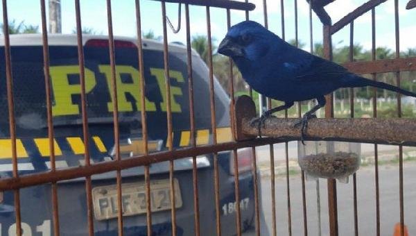 40 AVES SÃO ENCONTRADAS PRESAS EM  TÁXI NO INTERIOR DA BAHIA 