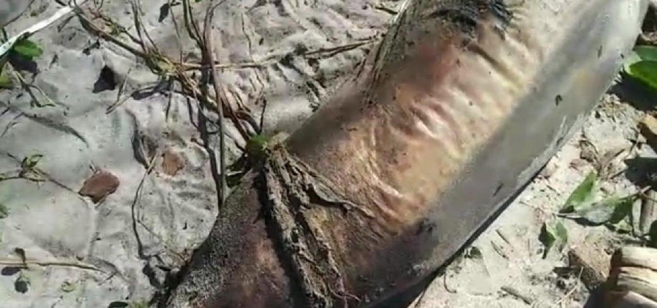 ILHÉUS: BOTO É ENCONTRADO MORTO NA PRAIA DE SÃO MIGUEL