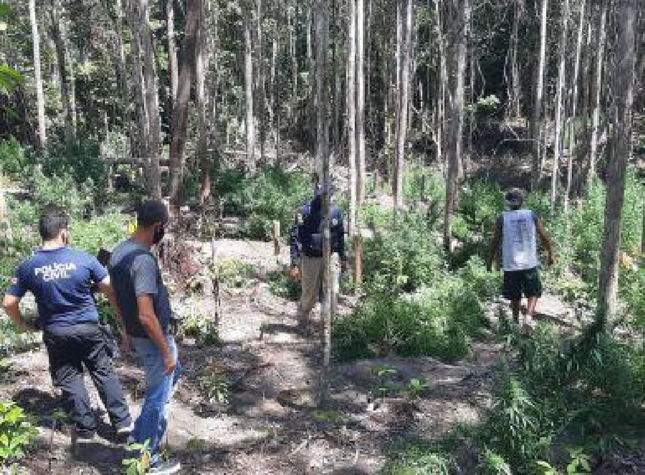 BELMONTE: OPERAÇÃO DESCOBRE PLANTAÇÃO COM MAIS DE 1,5 MIL PÉS DE MACONHA