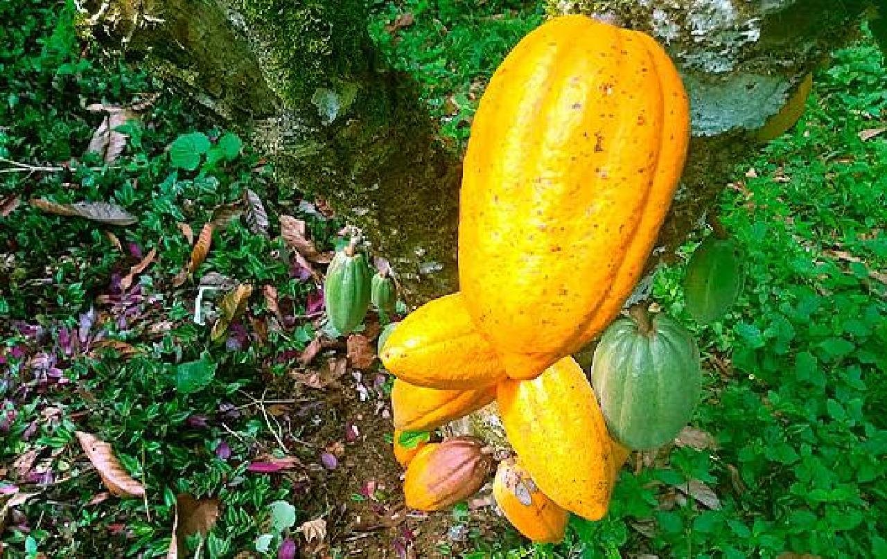 INICIATIVAS DO IF BAIANO FORTALECEM CADEIA DE VALOR DO CACAU E CHOCOLATE NA BAHIA