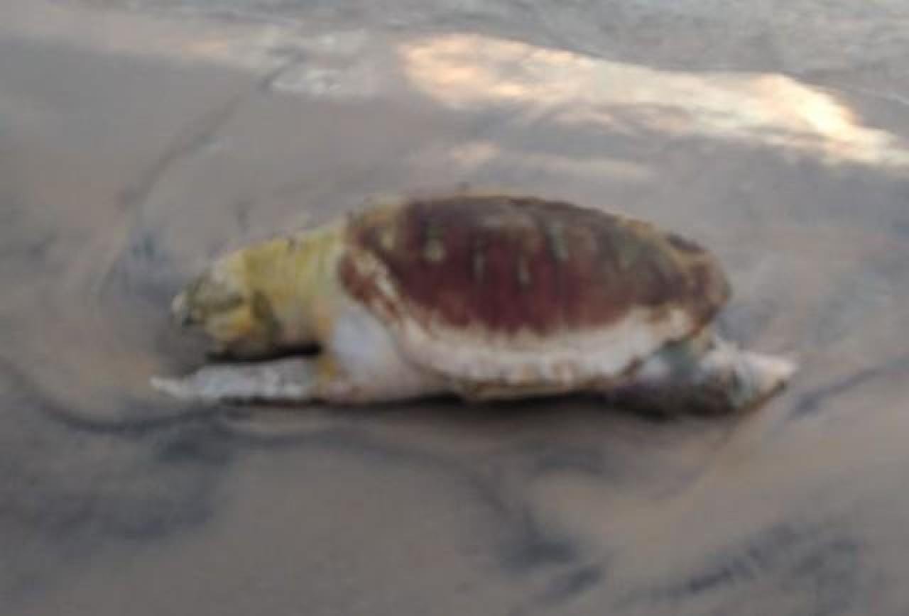 TARTARUGA  ENCONTRADA MORTA NA PRAIA DO SUL EM ILHÉUS