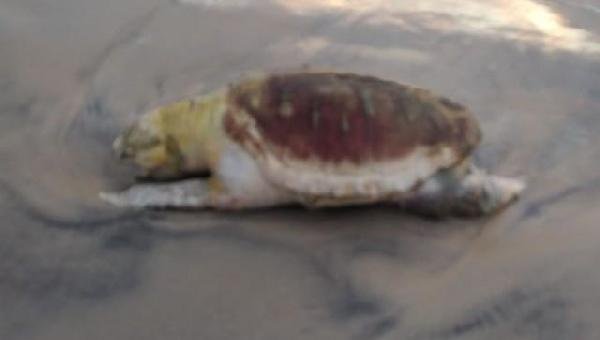 TARTARUGA  ENCONTRADA MORTA NA PRAIA DO SUL EM ILHÉUS