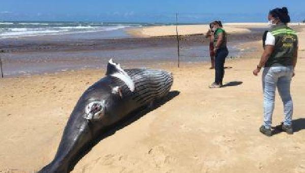 PORTO SEGURO: JUBARTE DE 1T É ENCONTRADA MORTA; BAHIA JÁ TEM 15 ENCALHES EM 2019