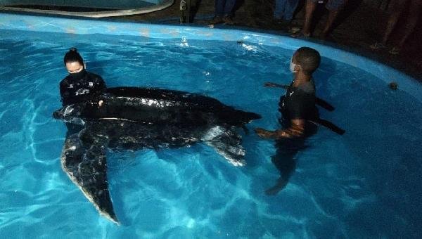 ENCALHADA EM MARAÚ, TARTARUGA AMEAÇADA DE EXTINÇÃO FOI RESGATADA PELO INEMA