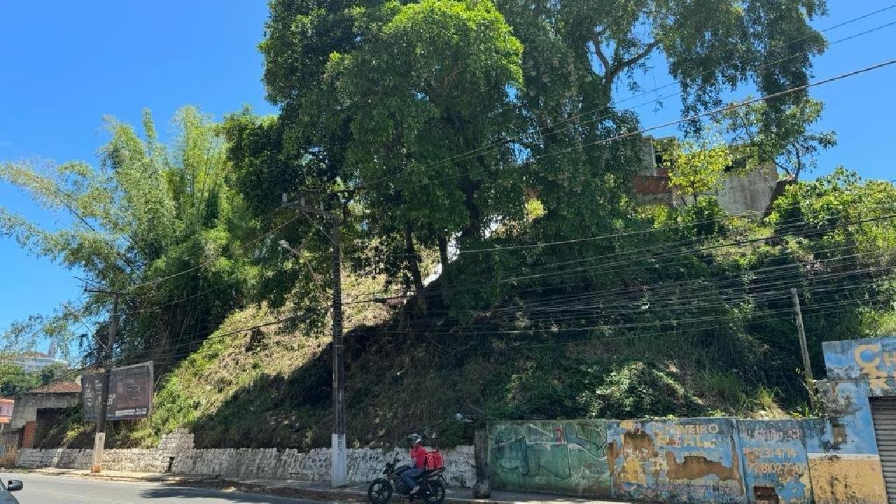 ÁRVORES REPRESENTAM RISCO PARA A POPULAÇÃO NA AVENIDA CANAVIEIRAS