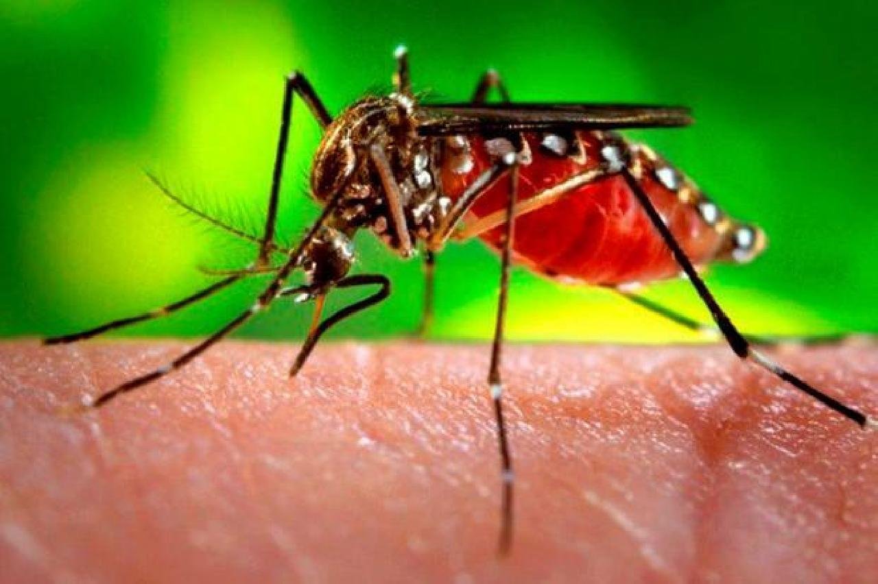 BAHIA REDUZ CASOS DE DENGUE E ZIKA, MAS CHIKUNGUNYA TRIPLICA NO ESTADO