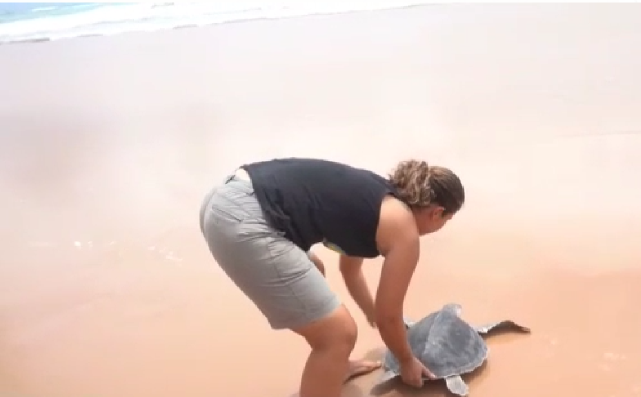 TARTARUGA PETRA, ENCONTRADA COBERTA DE ÓLEO EM ILHÉUS, É DEVOLVIDA AO MAR