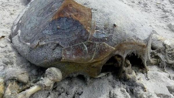 TARTARUGA É ENCONTRADA MORTA EM ITACARÉ