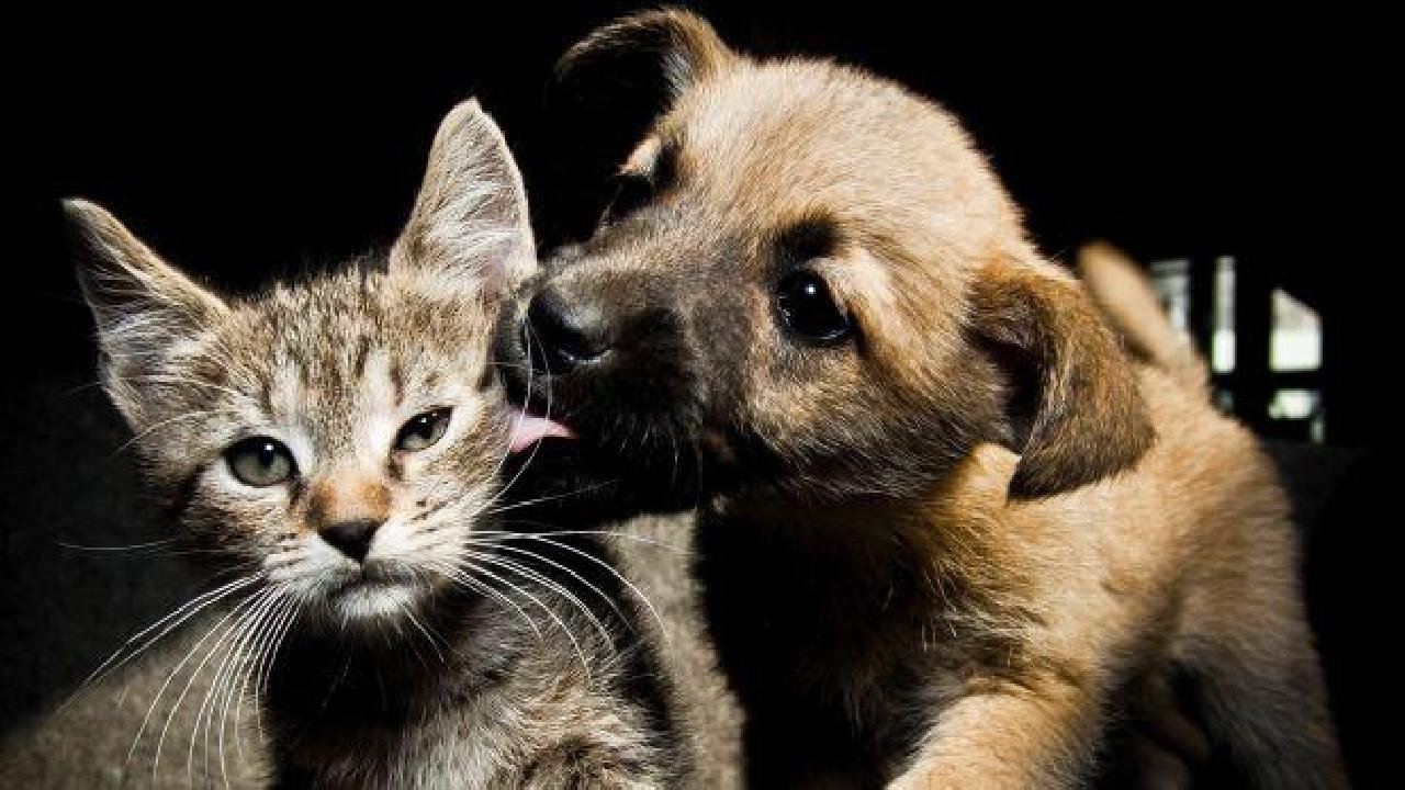 INSTITUTO PLANETA DOS BICHOS PROMOVE FEIRA DE ANIMAIS NESTE MÊS EM NOVO ESPAÇO