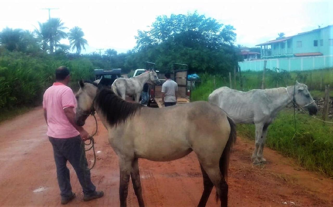 ILHÉUS: ANIMAIS DE GRANDE PORTE SOLTOS EM VIAS PÚBLICAS SÃO CAPTURADOS