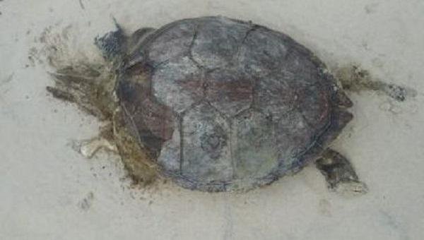 ILHÉUS: TARTARUGAS SÃO ENCONTRADAS MORTAS E NÚMERO DE ÓBITOS CHEGA A 111 NO SUL DA BAHIA