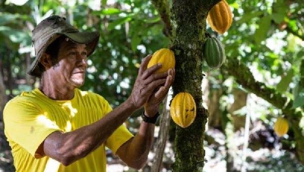 CACAU SOBE QUASE 200% EM 2024 E ARROBA DO PRODUTO SE APROXIMA DE R$ 1.000 NA BAHIA