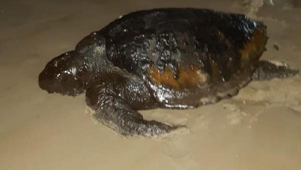 TARTARUGA COBERTA DE ÓLEO É ACHADA EM PRAIA DE ILHÉUS