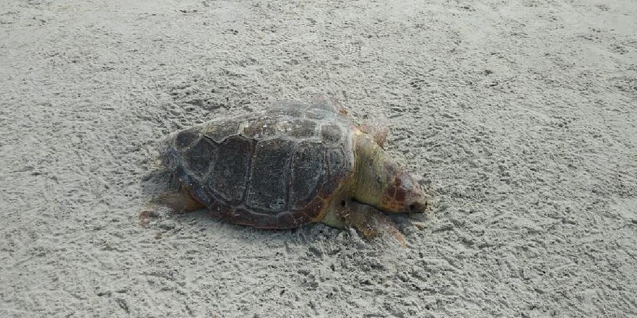 CINCO TARTARUGAS SÃO ENCONTRADAS MORTAS NA REGIÃO ESTE FINAL DE SEMANA