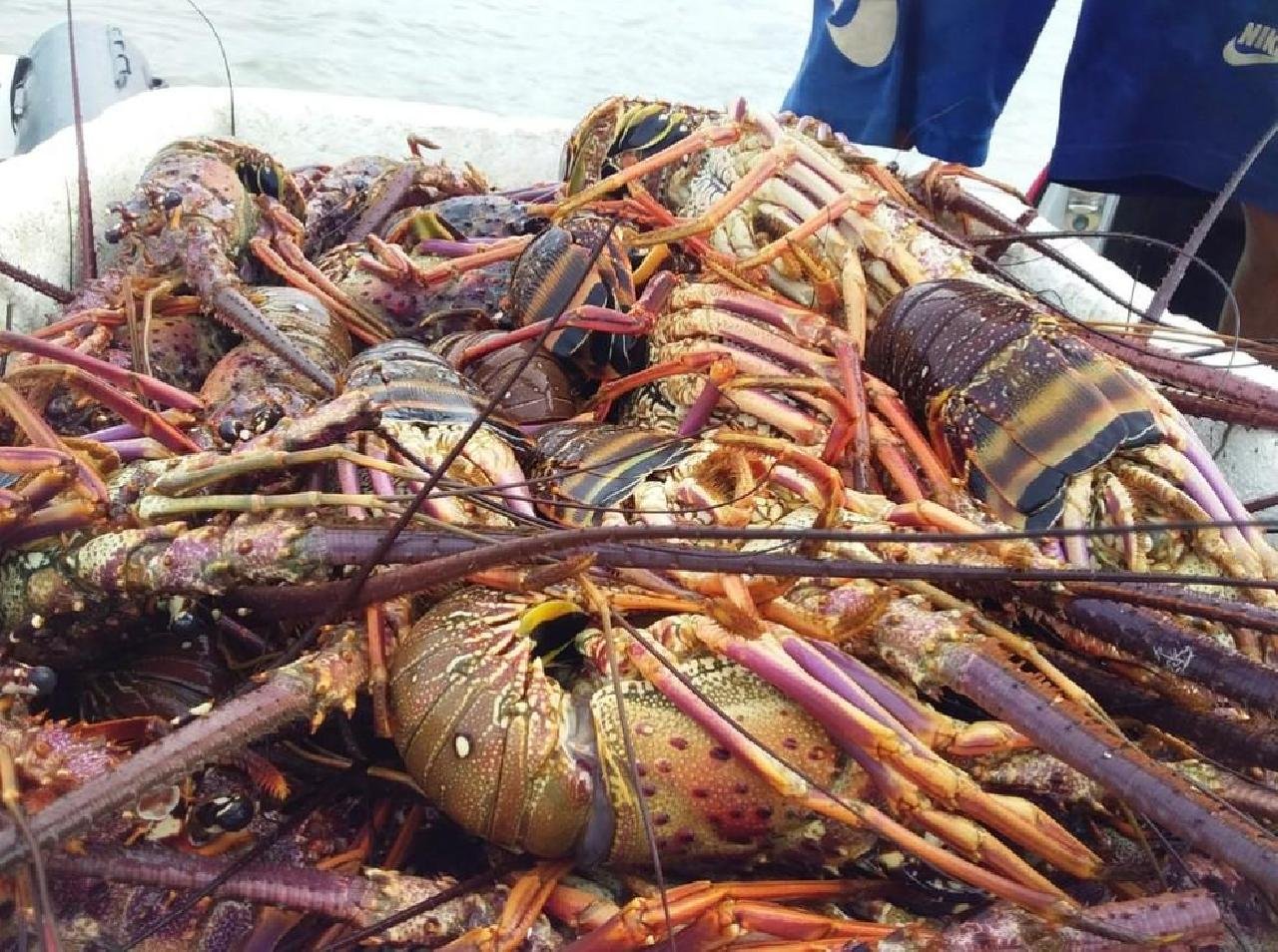 PESCA DE CAMARÃO E LAGOSTA SERÁ PROIBIDA A PARTIR DE 1º DE NOVEMBRO POR 'PROVÁVEL CONTAMINAÇÃO QUÍMICA' POR ÓLEO NO NORDESTE