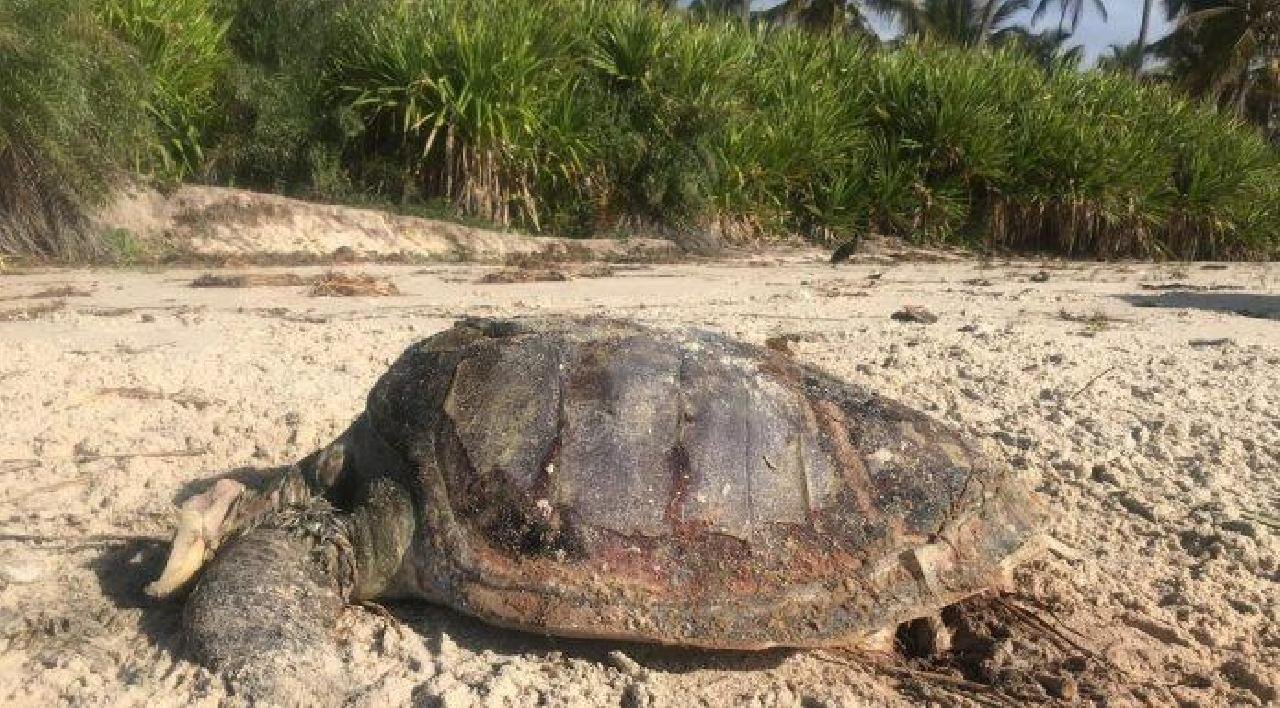 DUAS TARTARUGAS SÃO ENCONTRADAS MORTAS EM PRAIAS DO SUL DA BAHIA; ONG REGISTRA 80 MORTES NO ANO