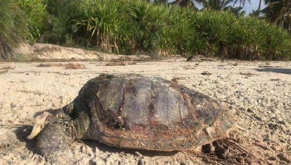 DUAS TARTARUGAS SÃO ENCONTRADAS MORTAS EM PRAIAS DO SUL DA BAHIA; ONG REGISTRA 80 MORTES NO ANO