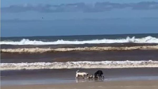 PITBULLS SOLTOS E SEM FOCINHEIRA ATACAM E MATAM CÃO QUE PASSEAVA COM TUTORA EM PRAIA