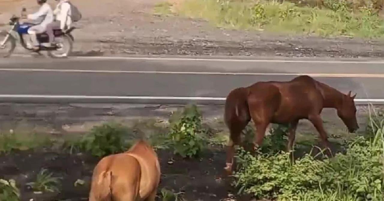 PREFEITURA BAIANA AUTORIZA ABATE DE ANIMAIS ABANDONADOS