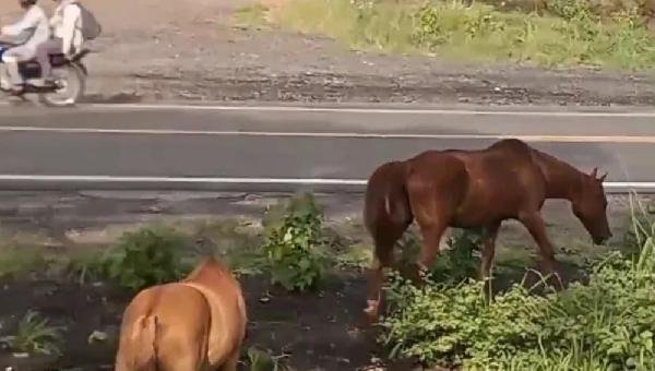 PREFEITURA BAIANA AUTORIZA ABATE DE ANIMAIS ABANDONADOS