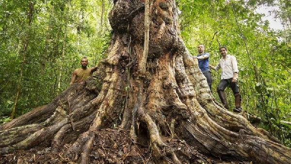 PAU-BRASIL COM 7 METROS DE CIRCUNFERÊNCIA E MAIS DE 500 ANOS É DESCOBERTO NO SUL DA BAHIA: 'MAIOR DO PAI?S', DIZ BOTÂNICO