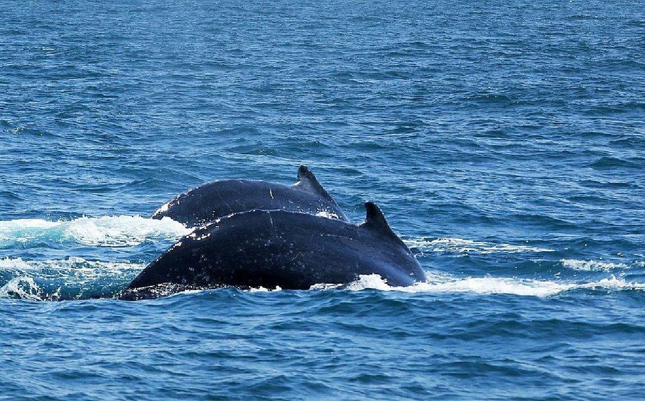 EXPEDIÇÃO ENCONTRA MAIS DE 170 GRUPOS DE BALEIAS JUBARTES NA COSTA BAIANA