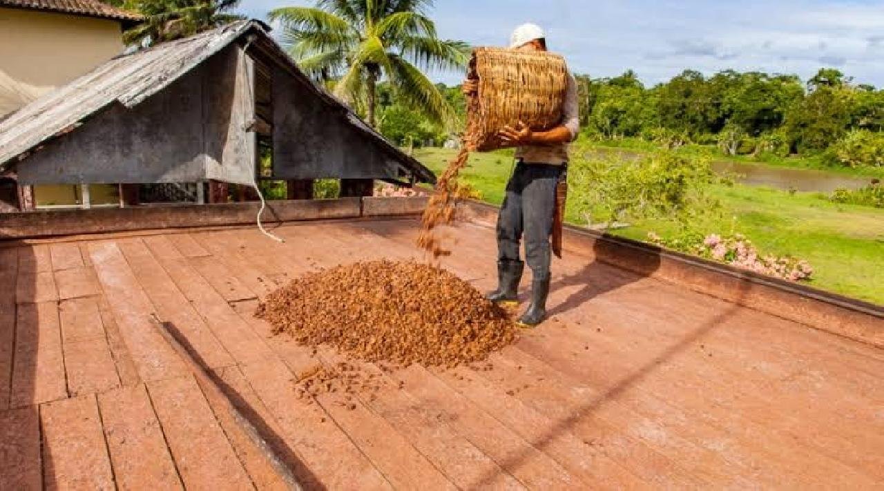 PRODUTORES DE CACAU PODEM TER DESCONTOS DE ATÉ 90% PARA LIQUIDAÇÃO DE SUAS DÍVIDAS 