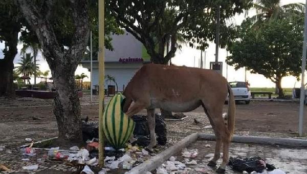 CAVALO DEIXADO SOLTO ESPALHA LIXO NA AVENIDA SOARES LOPES