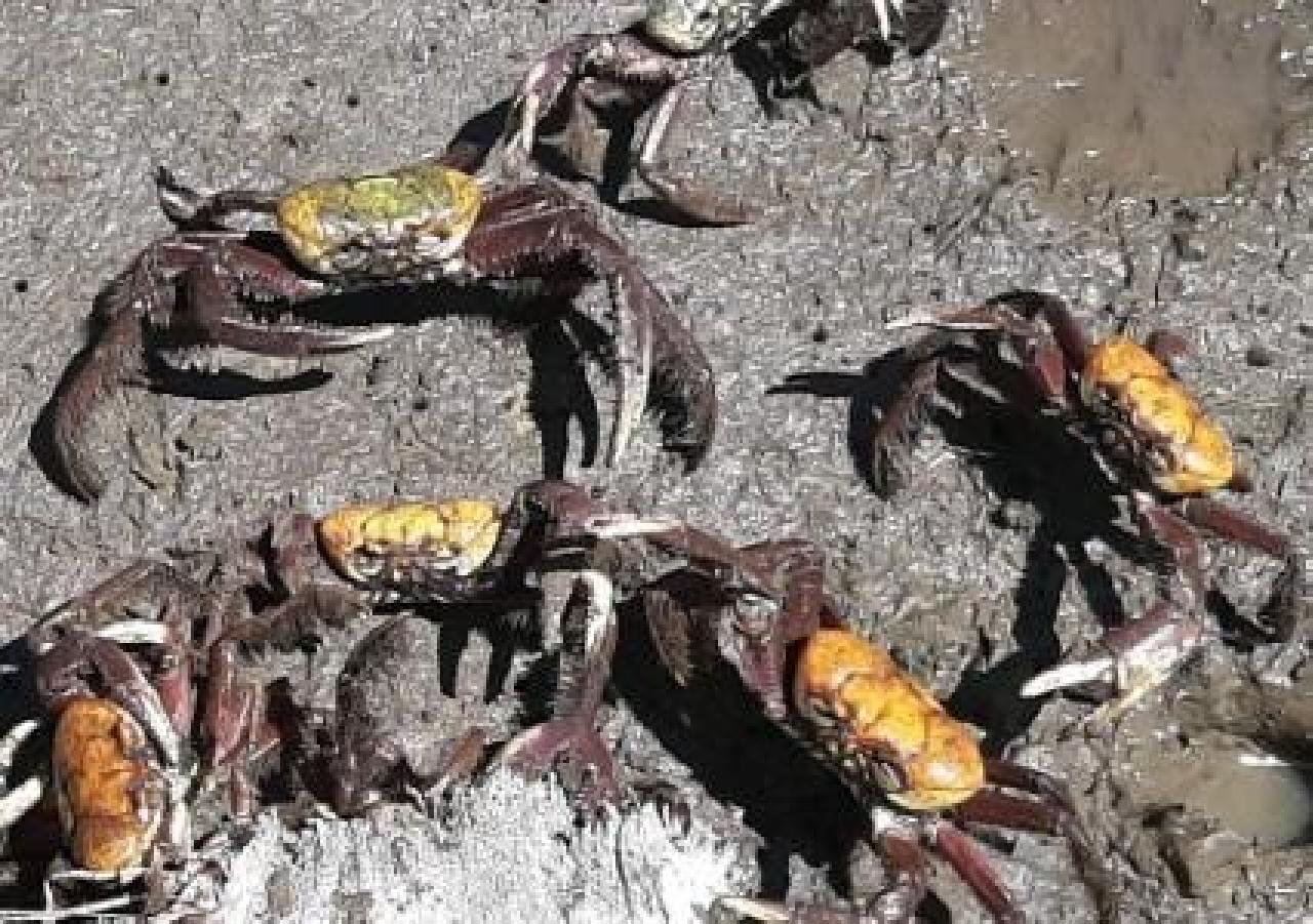  INSTITUÍDO PERÍODO DE DEFESO PARA O CARANGUEJO-UÇÁ NA BAHIA