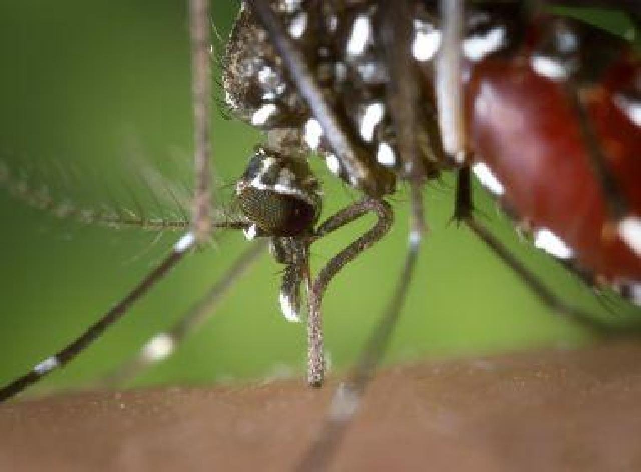  BAHIA CONCENTRA 39% DOS REGISTROS DE CHIKUNGUNYA DO PAÍS