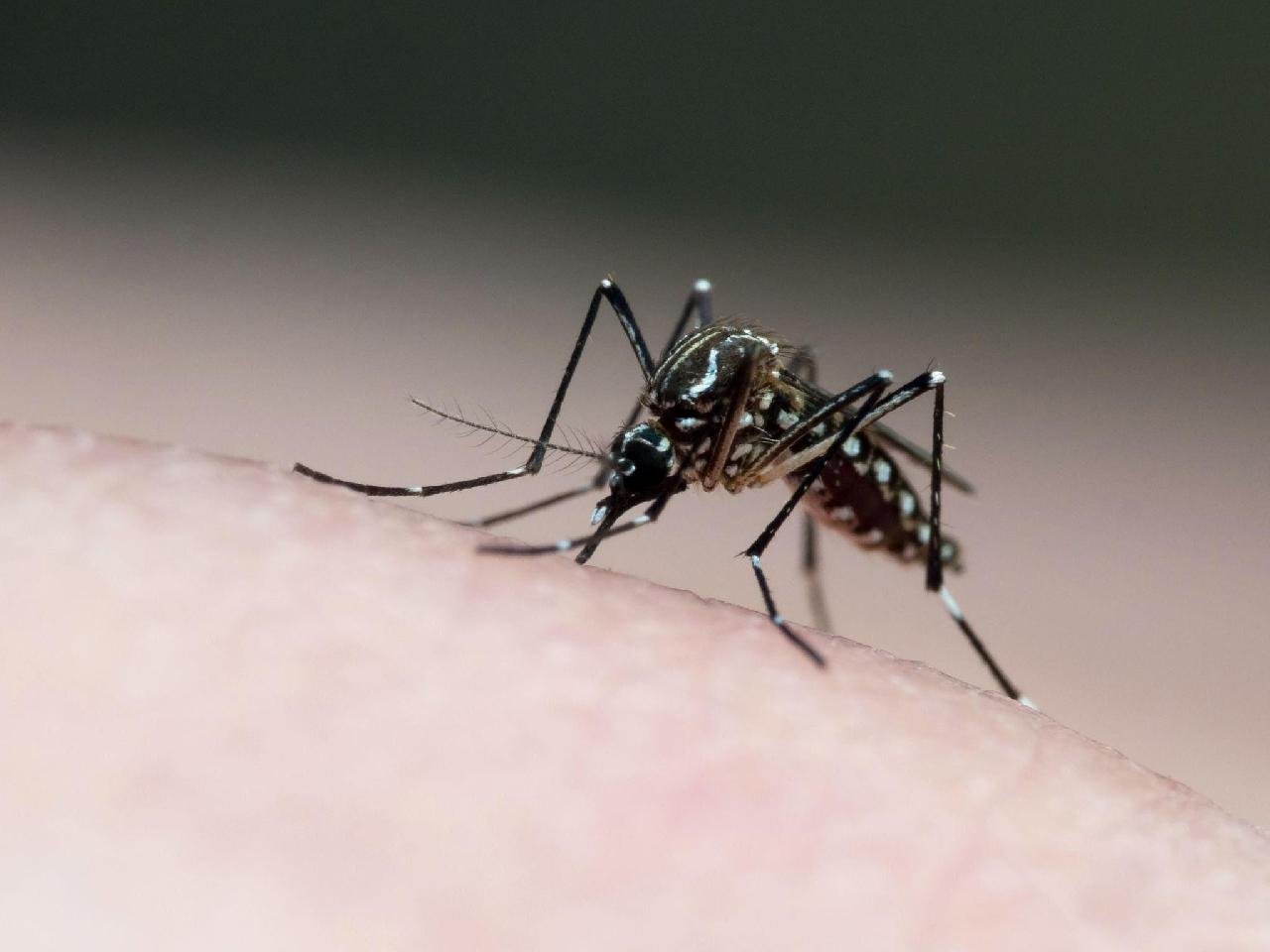 MAIS UMA MORTE POR DENGUE NA BAHIA