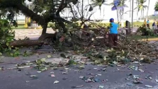 PREFEITURA DE ILHÉUS É NOTIFICADA PELO MP-BA POR DERRUBAR AMENDOEIRAS