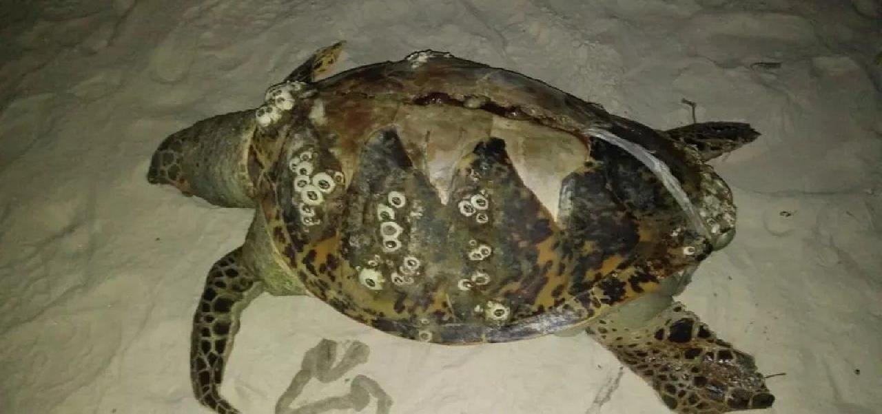 TRÊS TARTARUGAS SÃO ENCONTRADAS MORTAS NO SUL DA BAHIA