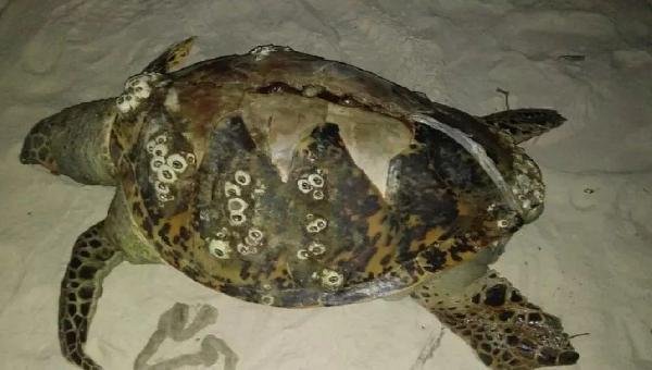 TRÊS TARTARUGAS SÃO ENCONTRADAS MORTAS NO SUL DA BAHIA