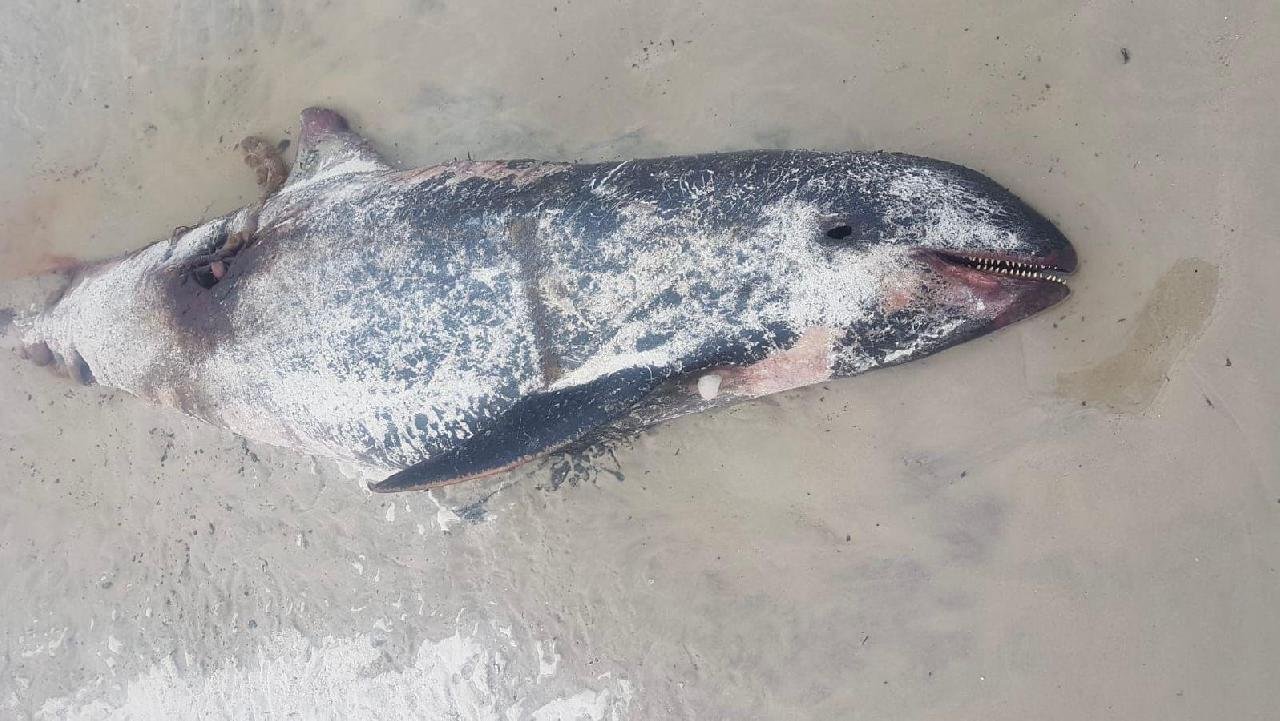 BIÓLOGOS DA UESC ENCONTRAM ORCA PIGMEIA MORTA EM PRAIA DE ILHÉUS 