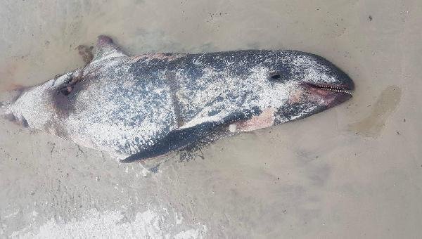 BIÓLOGOS DA UESC ENCONTRAM ORCA PIGMEIA MORTA EM PRAIA DE ILHÉUS 