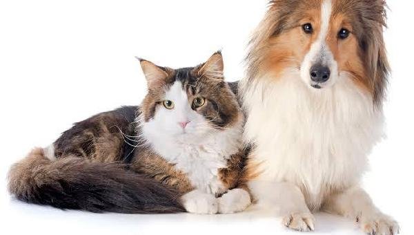 CASTRAÇÕES DE CÃES E GATOS ESTÃO SUSPENSAS TEMPORARIAMENTE